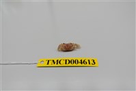 藏品(悅目大眼蟹)的圖片